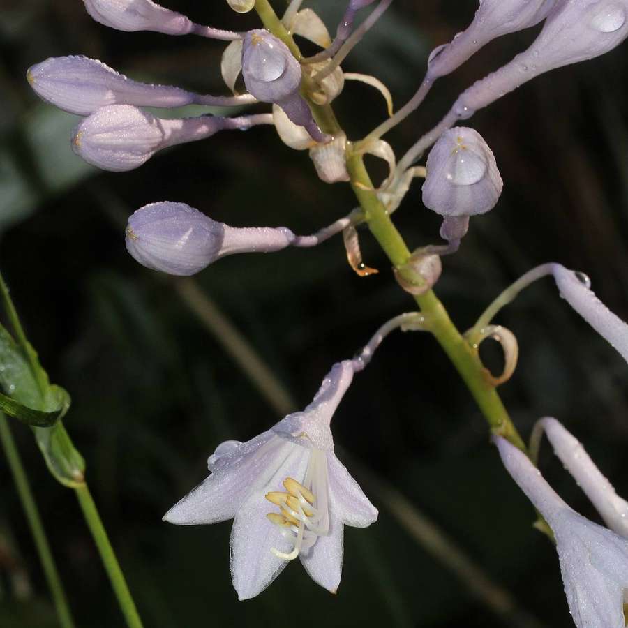 Hosta (Hosta sieboldiana)