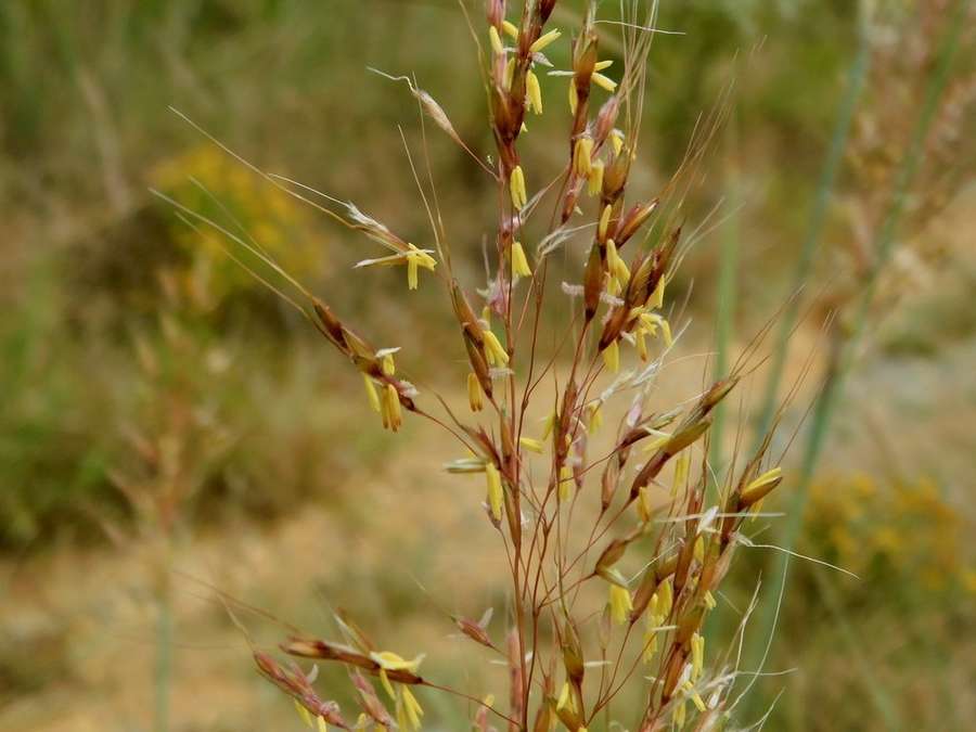 Indian Grass (Sorghastrum nutans)