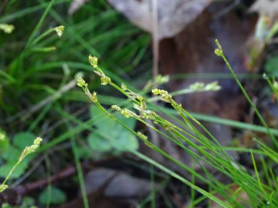 Ivory Sedge (Carex eburnea)