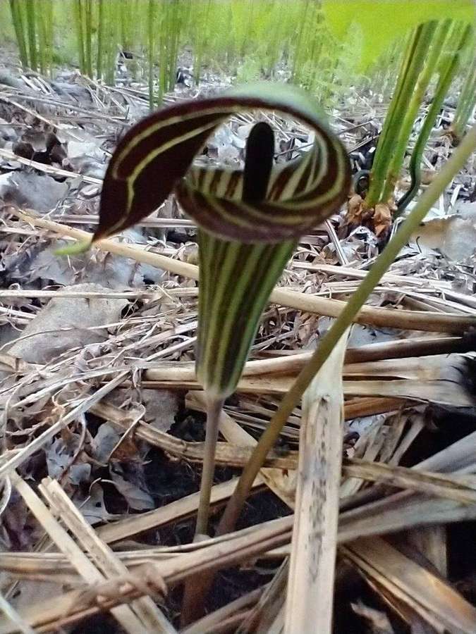 Jack-in-the-Pulpit (Arisaema triphyllum)