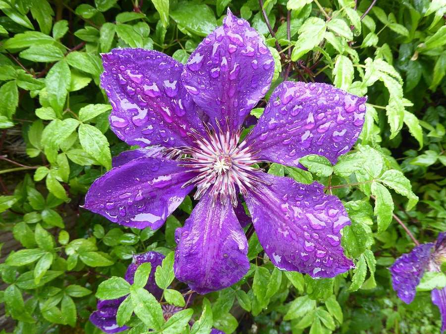 Jackman Clematis (Clematis × jackmanii)