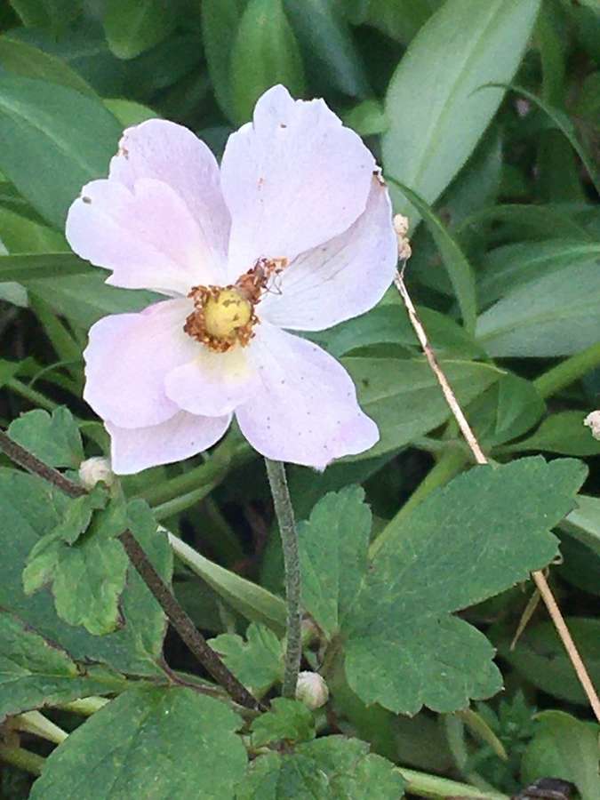 Japanese Anemone in flower