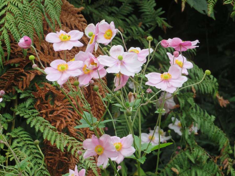 Japanese Anemone (Eriocapitella hupehensis)