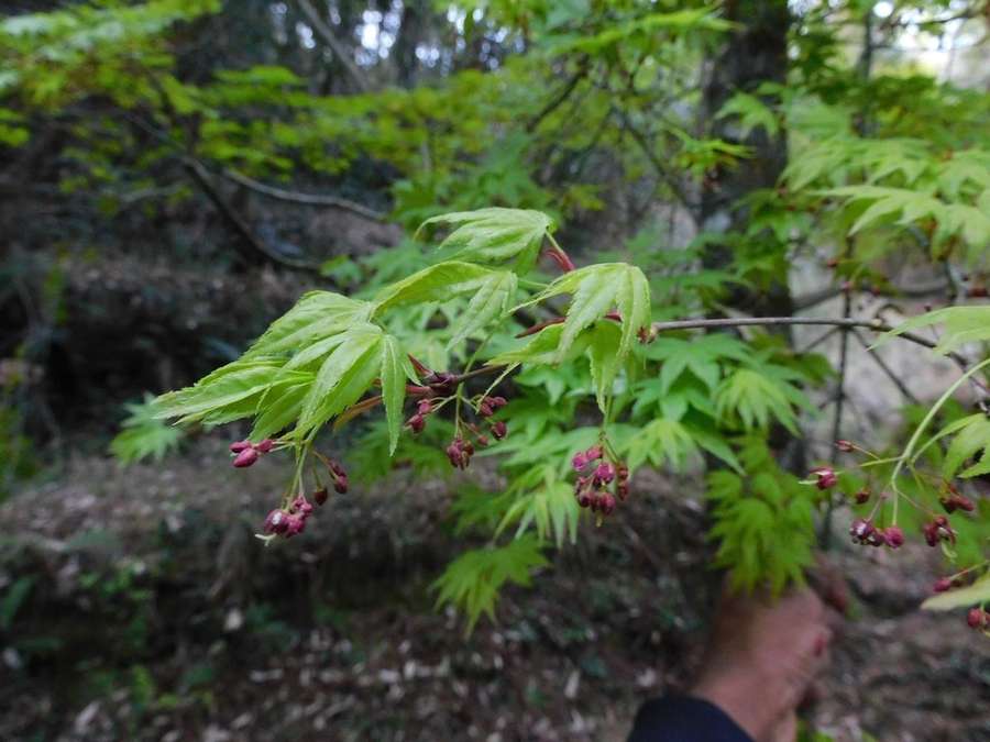 Japanese Maple in flower