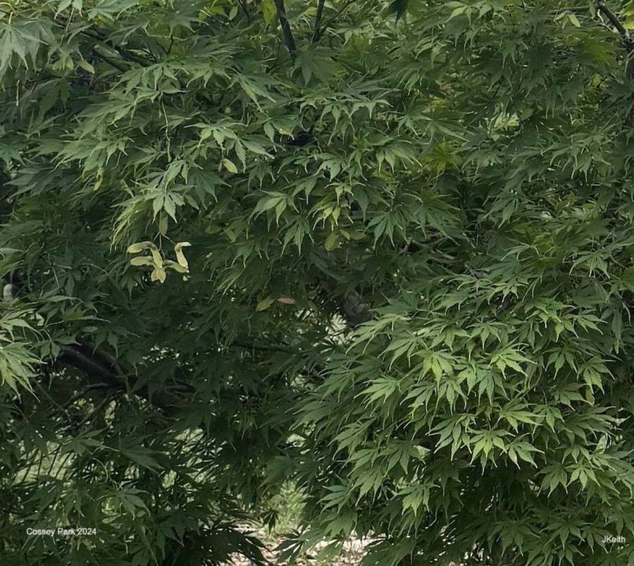 Japanese Maple (Acer palmatum)