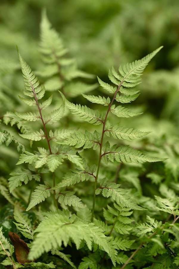 Japanese Painted Fern (Athyrium niponicum)