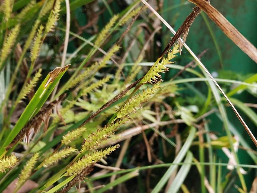 Japanese Sedge (Carex morrowii)