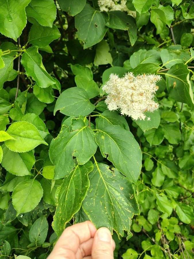 Japanese Tree Lilac in flower