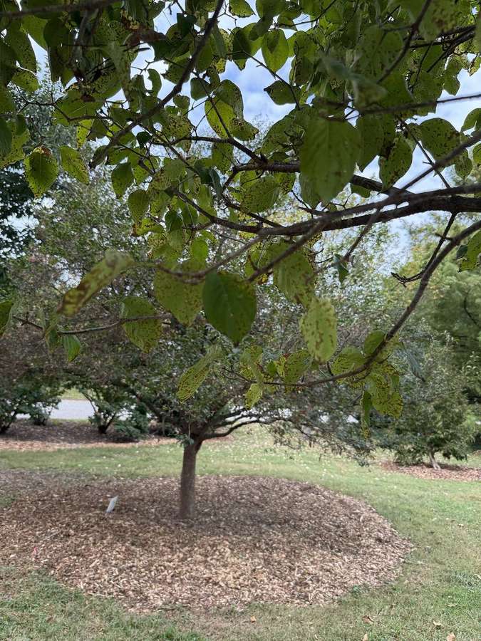 Japanese Tree Lilac (Syringa reticulata)