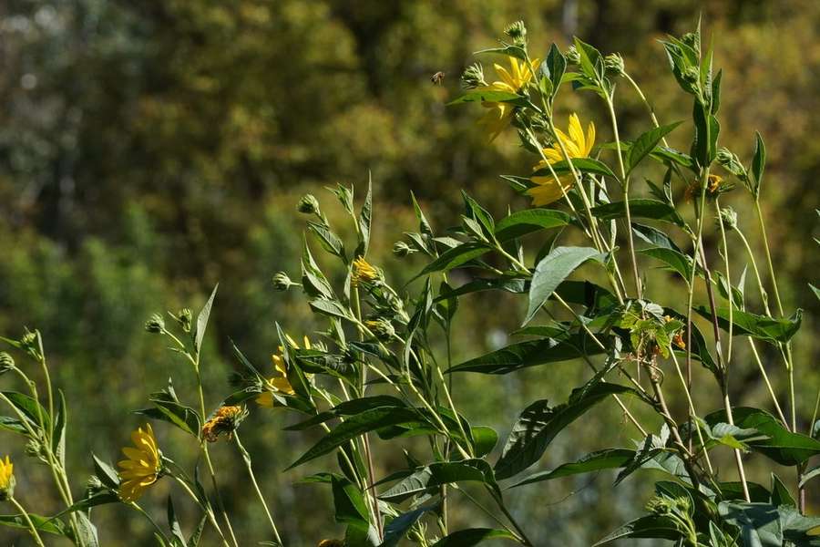 Jerusalem Artichoke / Sunchoke in flower