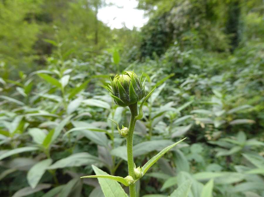 Jerusalem Artichoke / Sunchoke (Helianthus tuberosus)