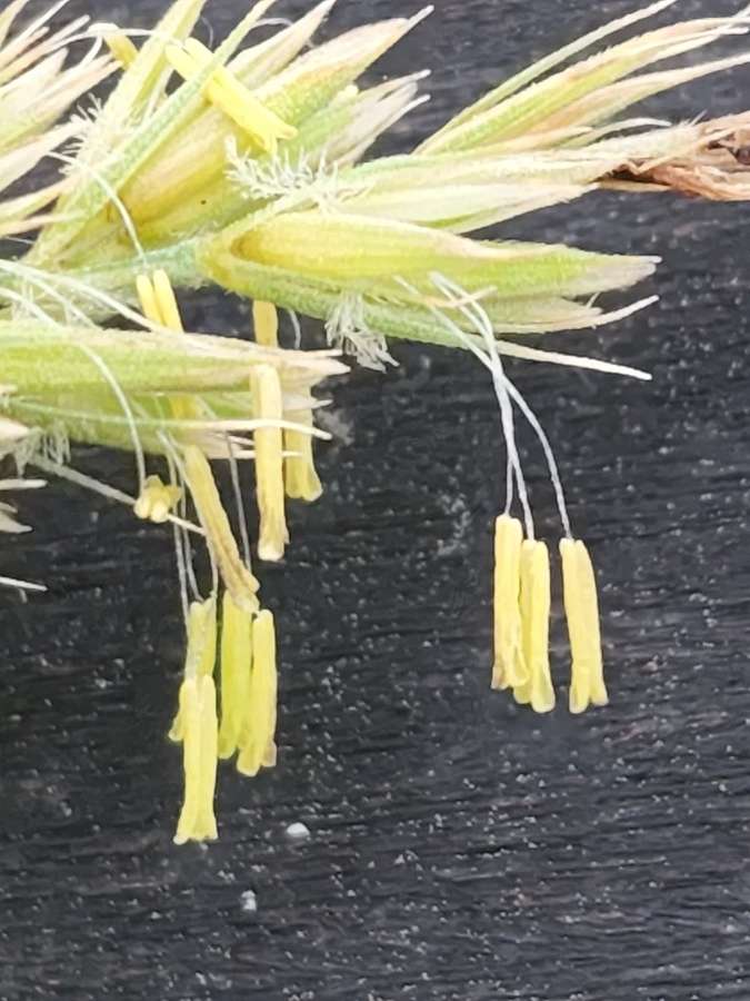 June Grass in flower