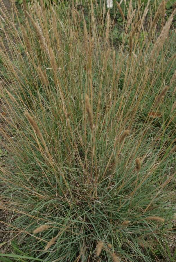 June Grass (Koeleria macrantha)