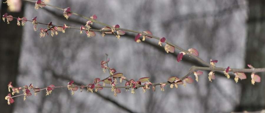 Katsura in flower