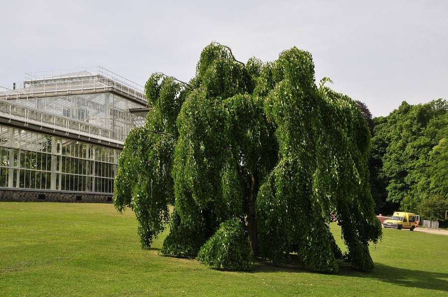 Katsura (Cercidiphyllum japonicum)