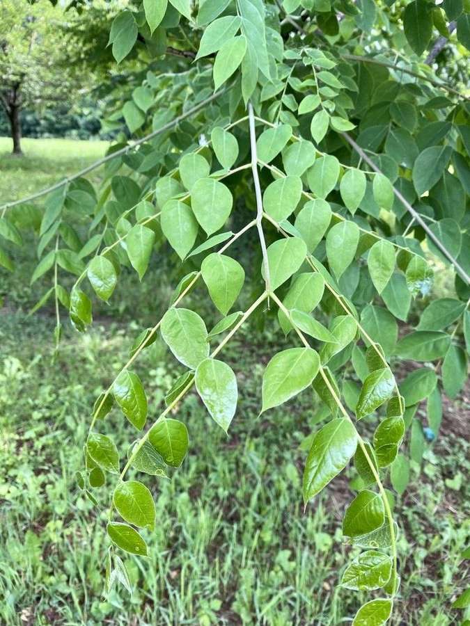Kentucky Coffeetree in flower