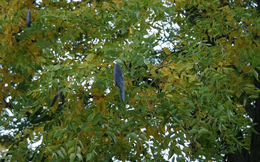 Kentucky Coffeetree (Gymnocladus dioicus)