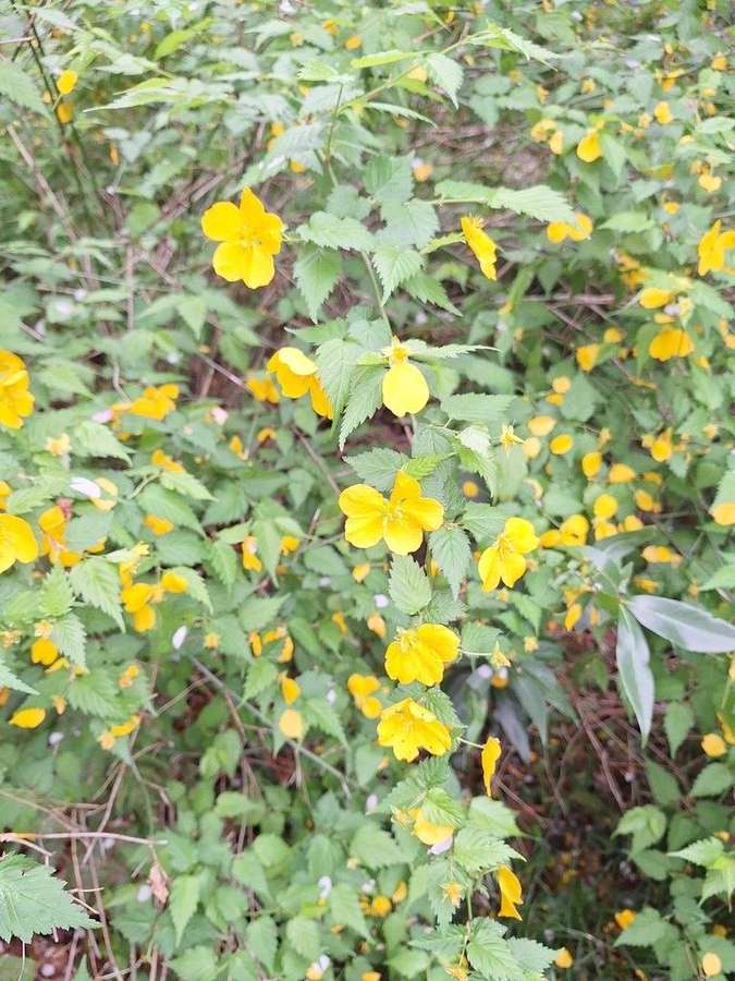 Kerria in flower