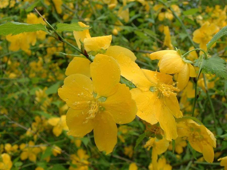 Kerria (Kerria japonica)