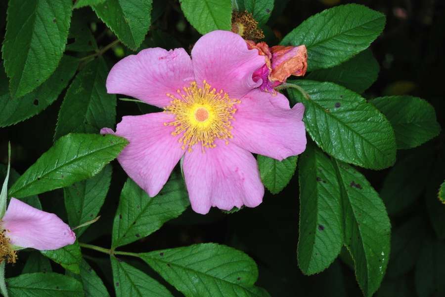 Knock Out Rose (Rosa 'Radrazz')