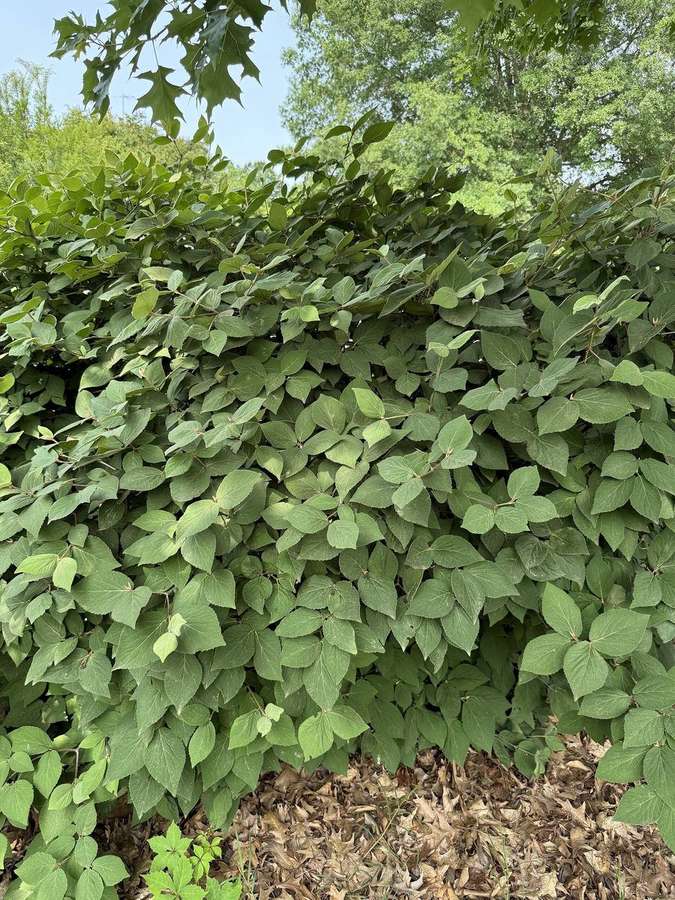 Korean Spice Viburnum (Viburnum carlesii)