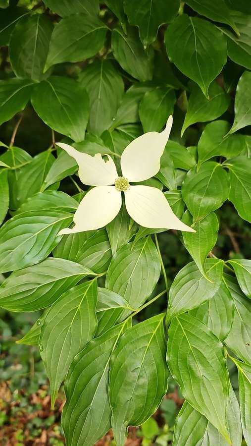 Kousa Dogwood in flower