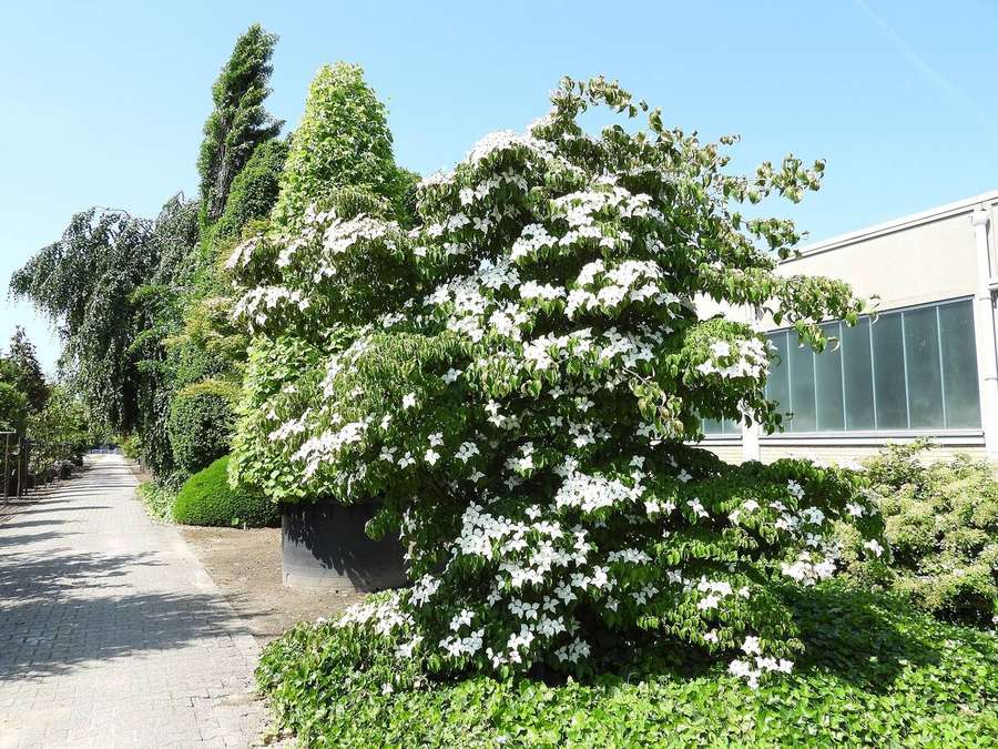 Kousa Dogwood (Cornus kousa)