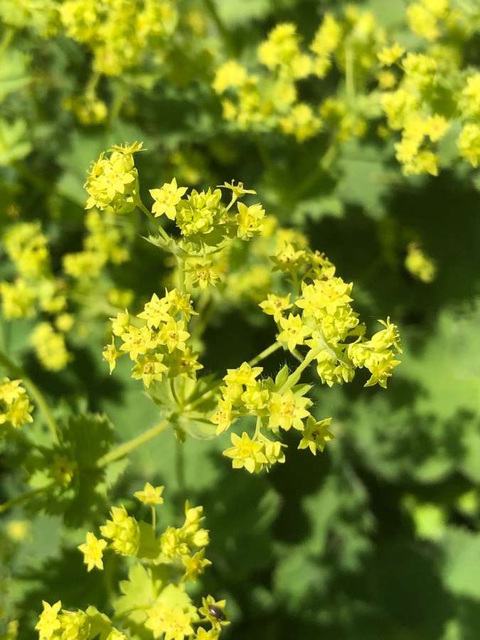 Lady's Mantle in flower