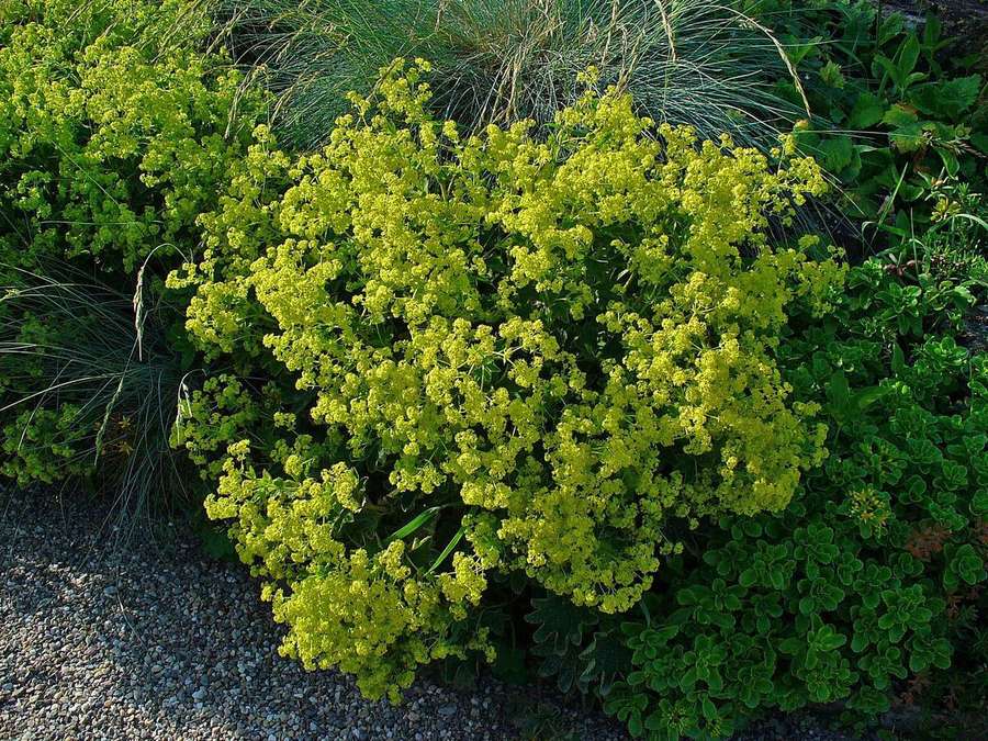 Lady's Mantle (Alchemilla mollis)