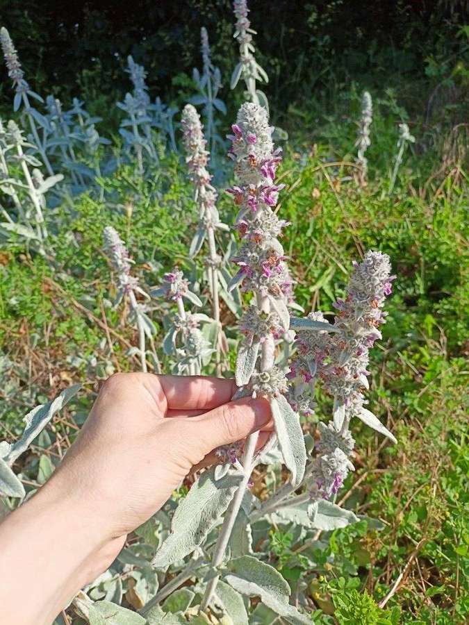 Lamb's Ear in flower