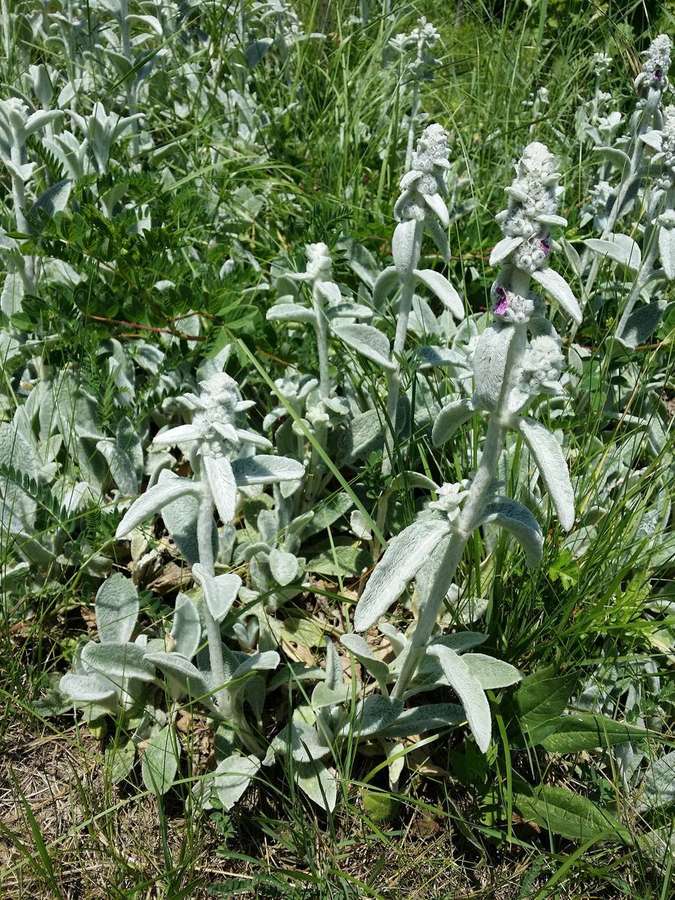 Lamb's Ear (Stachys byzantina)