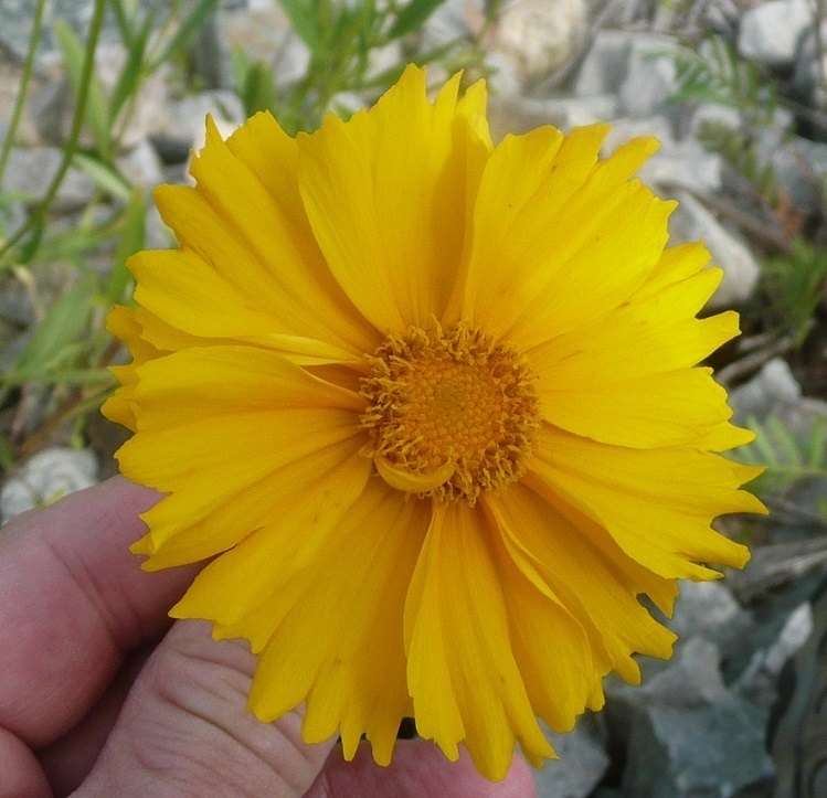 Lance Leaf Tickseed in flower