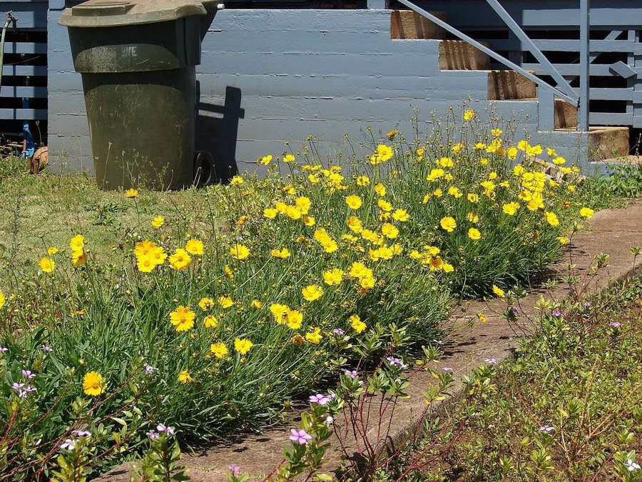 Lance Leaf Tickseed (Coreopsis lanceolata)