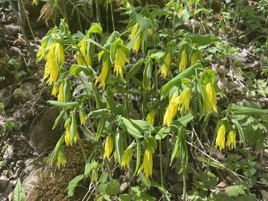 Large-Flower Bellwort in flower