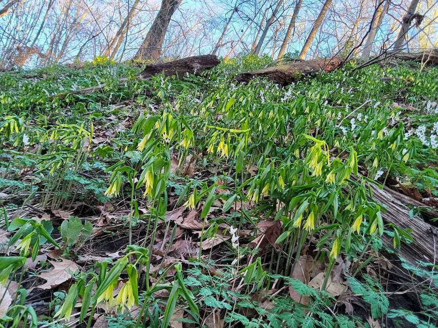 Large-Flower Bellwort (Uvularia grandiflora)