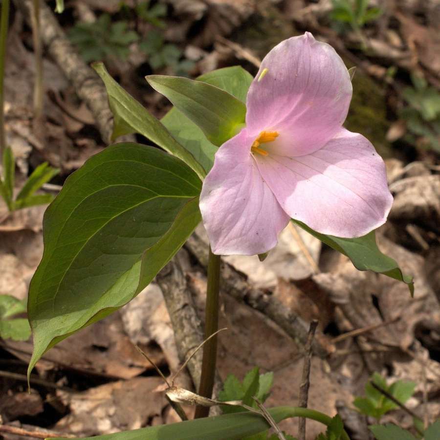 Large White Trillium in flower