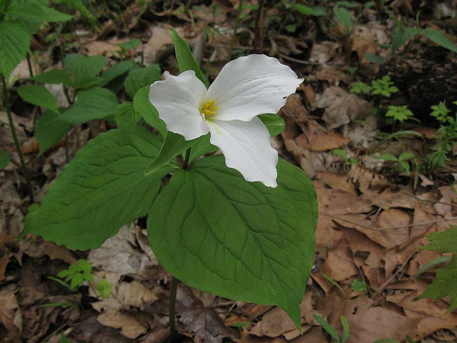 Large White Trillium (Trillium grandiflorum)