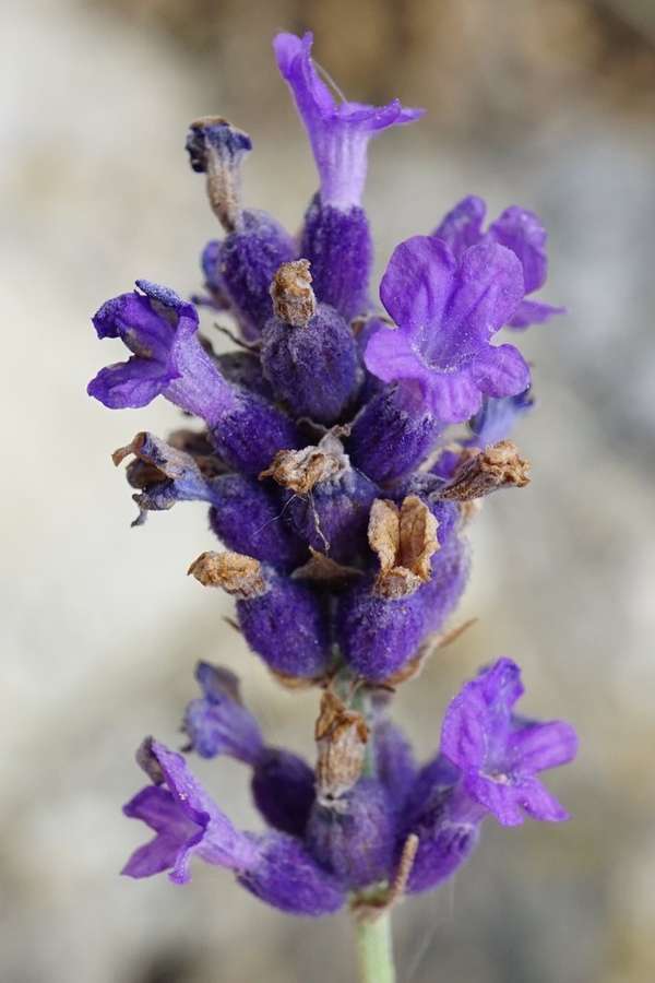 Lavender in flower