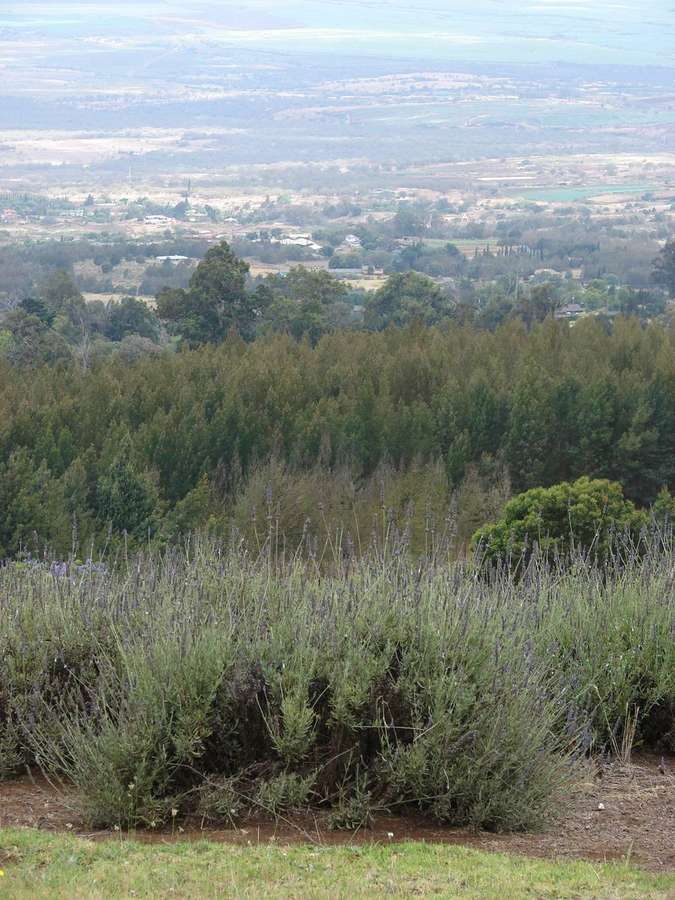 Lavender (Lavandula angustifolia)