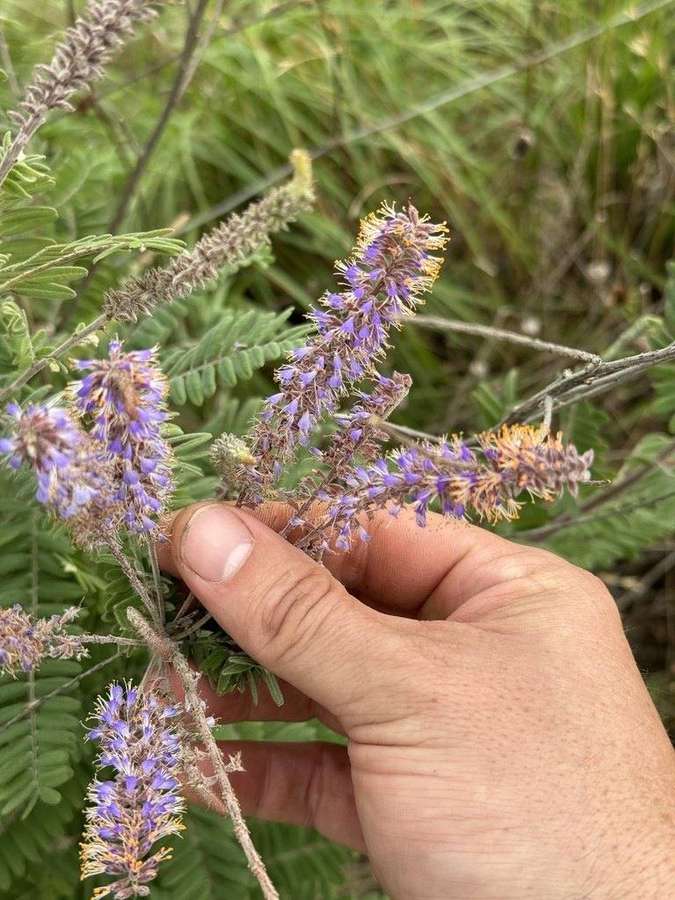 Leadplant in flower