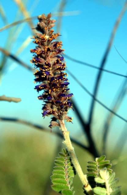 Leadplant (Amorpha canescens)