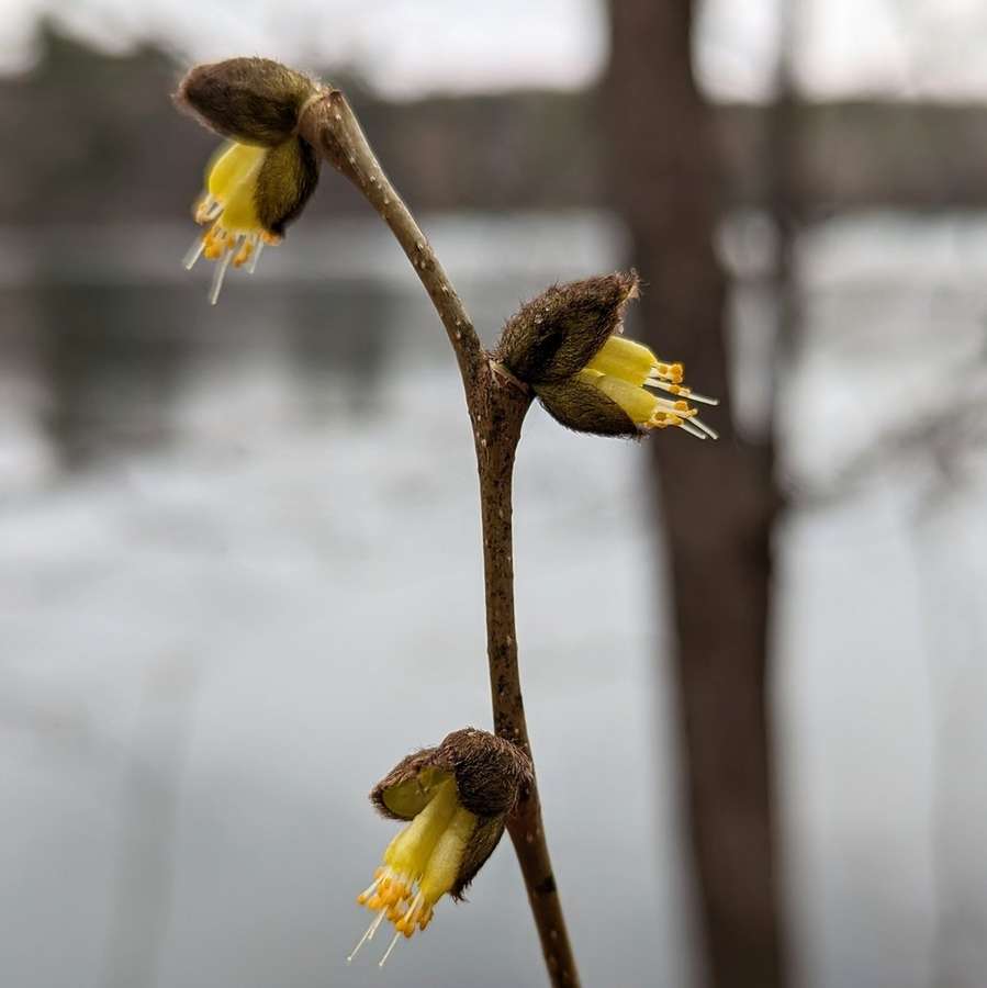 Leatherwood (Dirca palustris)