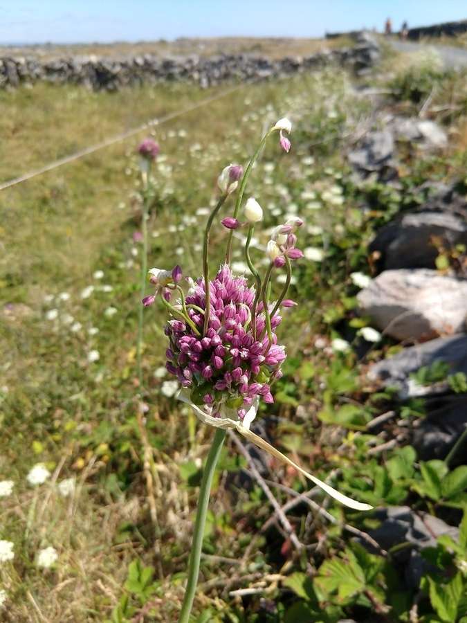 Leek in flower