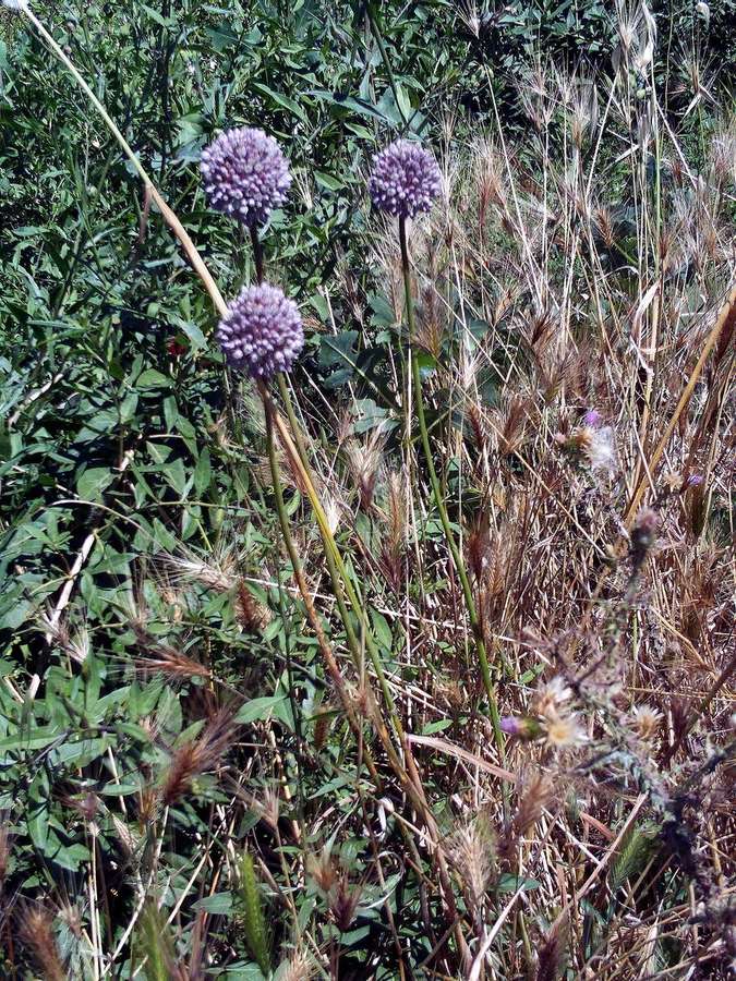 Leek (Allium ampeloprasum)