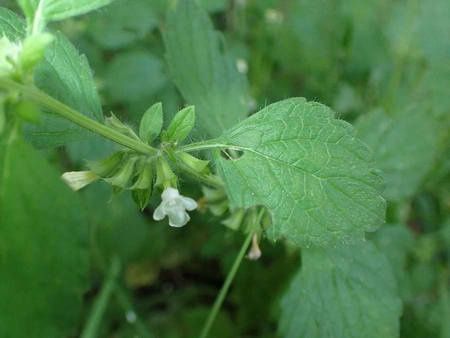 Lemon Balm in flower