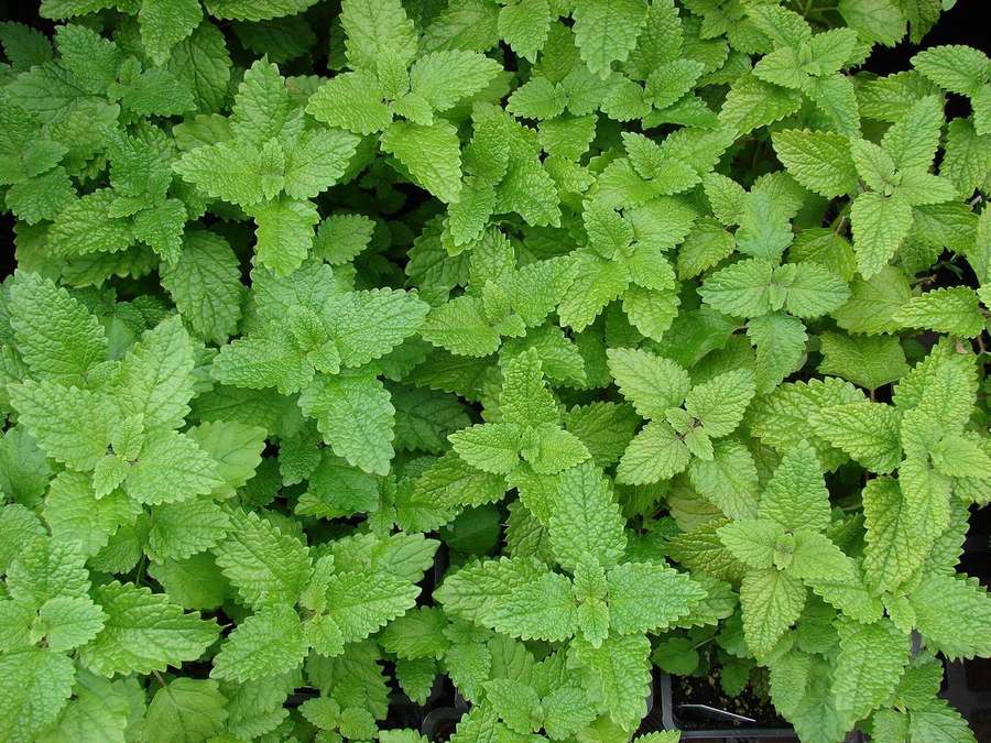 Lemon Balm (Melissa officinalis)