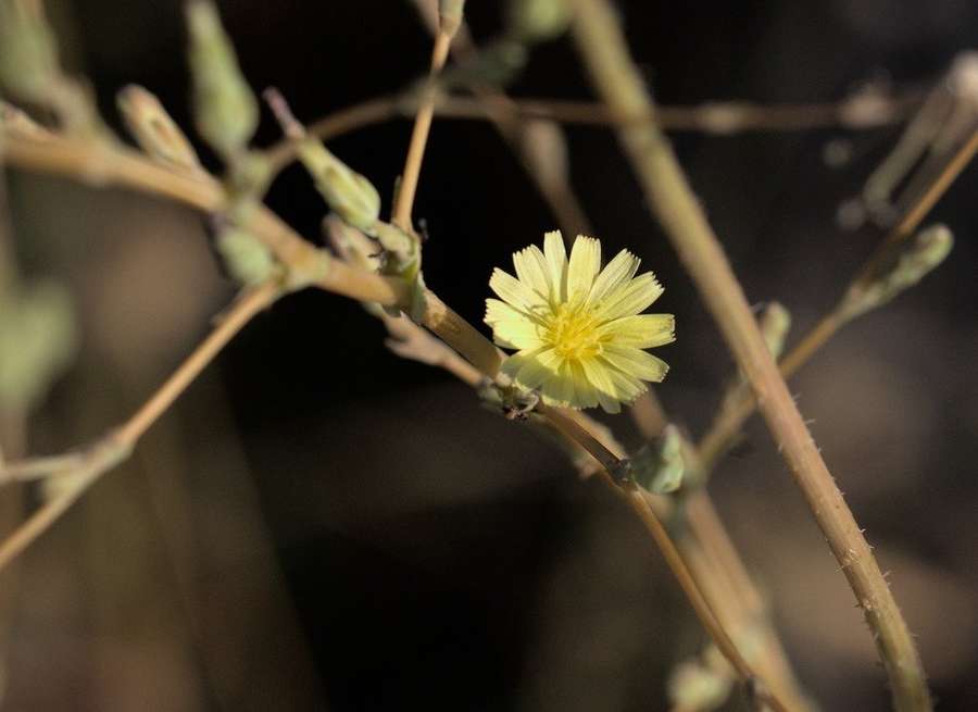 Lettuce in flower