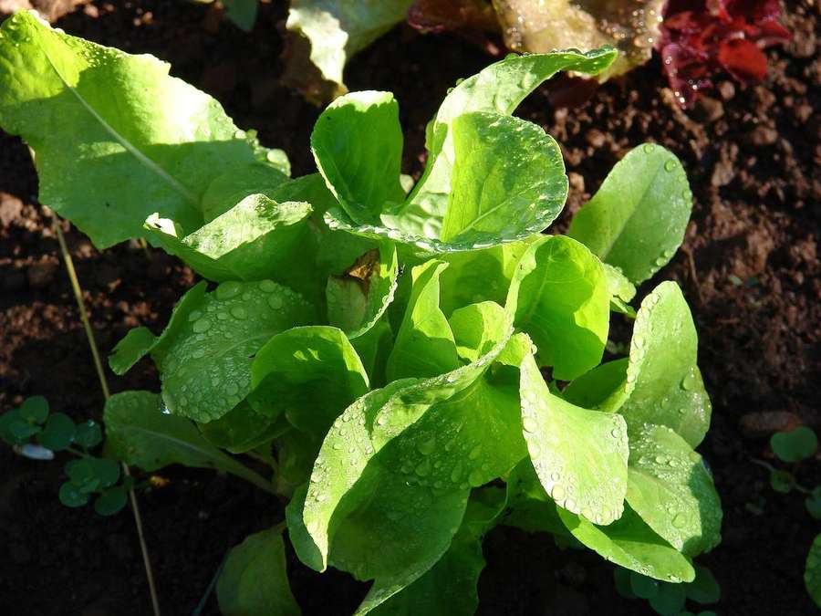 Lettuce (Lactuca sativa)