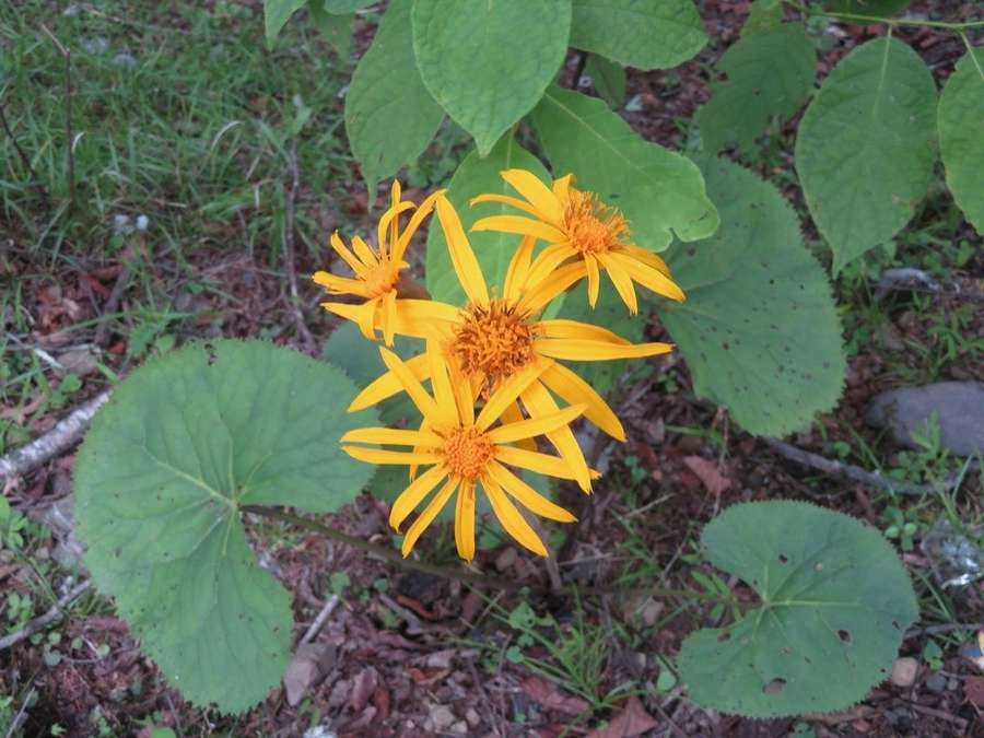 Ligularia (Ligularia dentata)