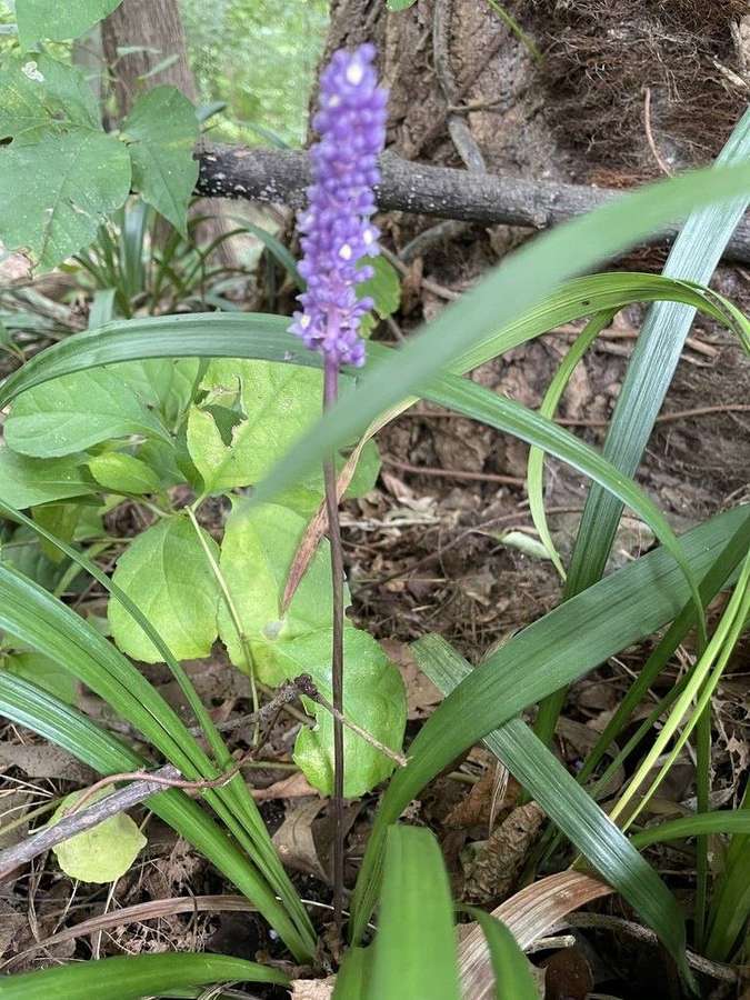 Lilyturf in flower